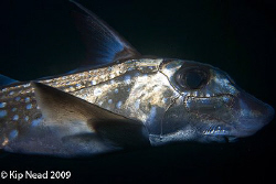 This Ratfish gave me a flyby off Santa Cruz Island at onl... by Kip Nead 